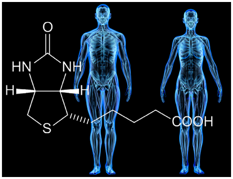 B群ビタミン「ビオチン」